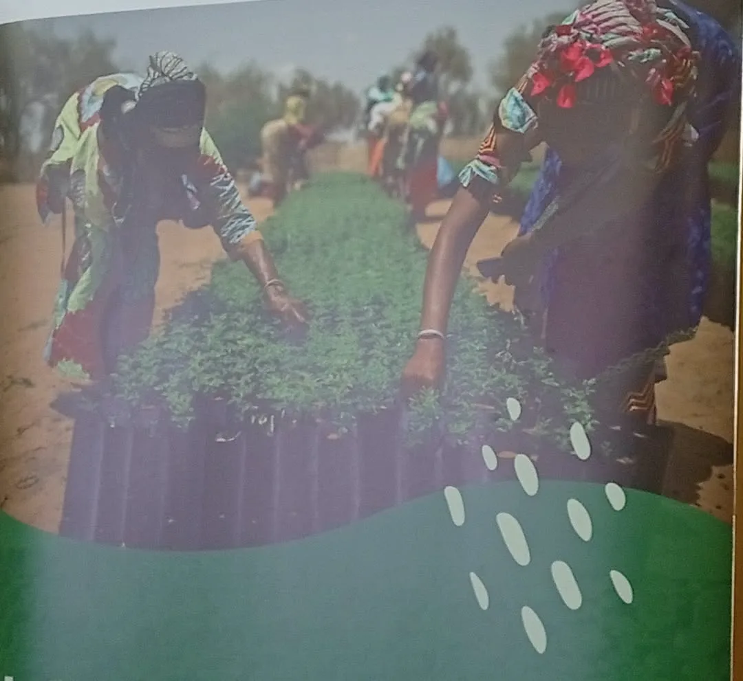 ​Climat au Cameroun : Coup d'accélérateur pour la résilience du Grand-Nord  